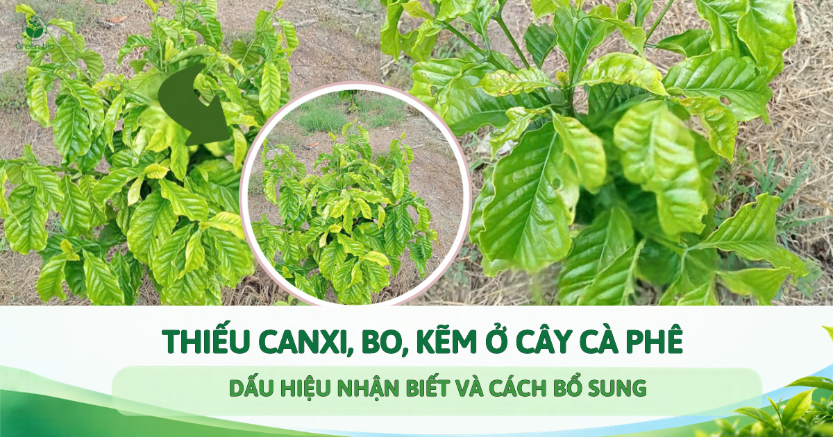 THIẾU CANXI, BO, KẼM Ở CÂY CÀ PHÊ: DẤU HIỆU NHẬN BIẾT VÀ CÁCH BỔ SUNG	