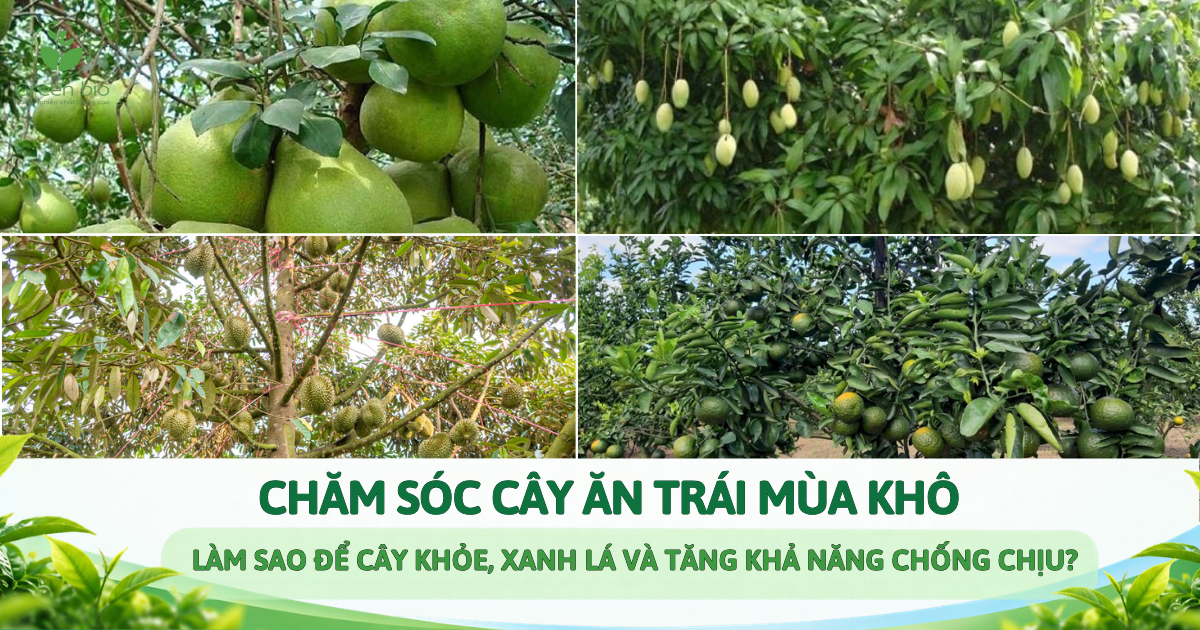 CHĂM SÓC CÂY ĂN TRÁI MÙA KHÔ: LÀM SAO ĐỂ CÂY KHỎE, XANH LÁ VÀ TĂNG KHẢ NĂNG CHỐNG CHỊU?