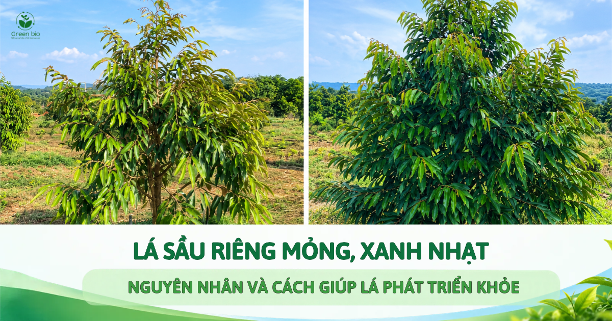 LÁ SẦU RIÊNG MỎNG, XANH NHẠT: NGUYÊN NHÂN VÀ CÁCH GIÚP LÁ PHÁT TRIỂN KHỎE