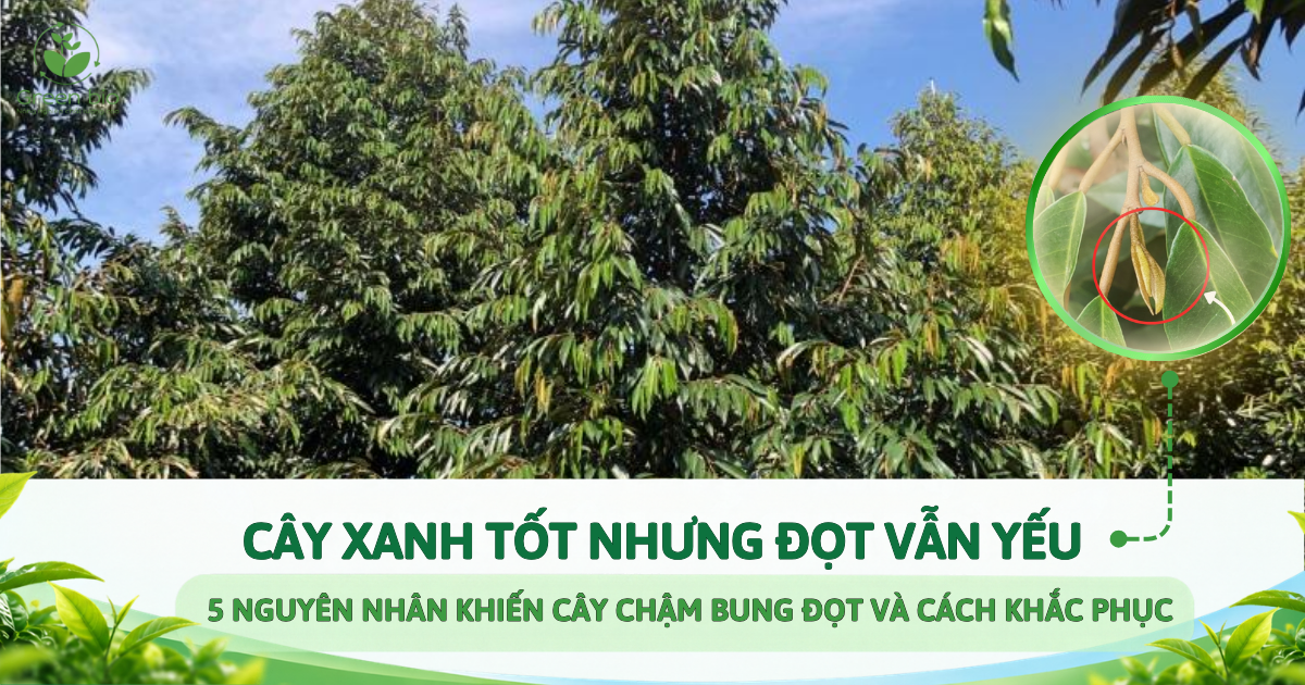 CÂY XANH TỐT NHƯNG ĐỌT VẪN YẾU? 5 NGUYÊN NHÂN KHIẾN CÂY CHẬM BUNG ĐỌT VÀ CÁCH KHẮC PHỤC