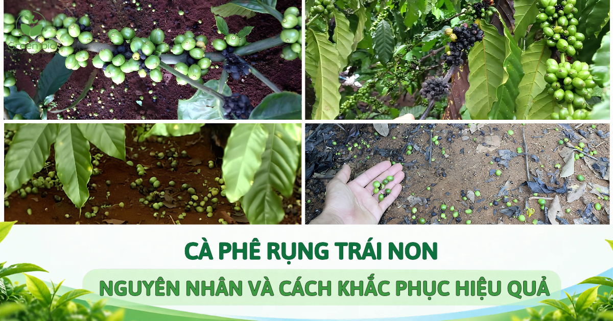 CÀ PHÊ RỤNG TRÁI NON: NGUYÊN NHÂN VÀ CÁCH KHẮC PHỤC HIỆU QUẢ