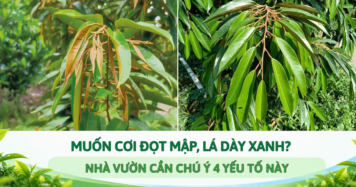 MUỐN CƠI ĐỌT MẬP, LÁ DÀY XANH? NHÀ VƯỜN CẦN CHÚ Ý 4 YẾU TỐ NÀY 