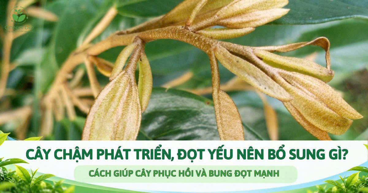 CÂY CHẬM PHÁT TRIỂN, ĐỌT YẾU NÊN BỔ SUNG GÌ? CÁCH GIÚP CÂY PHỤC HỒI VÀ BUNG ĐỌT MẠNH