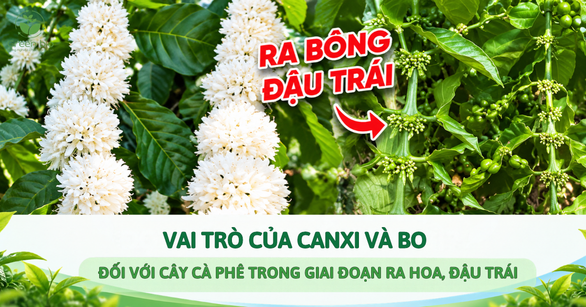 VAI TRÒ CỦA CANXI VÀ BO ĐỐI VỚI CÂY CÀ PHÊ TRONG GIAI ĐOẠN RA HOA, ĐẬU TRÁI 