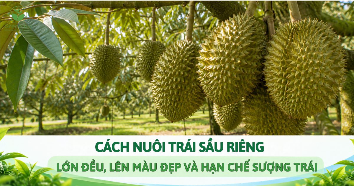 CÁCH NUÔI TRÁI SẦU RIÊNG LỚN ĐỀU, LÊN MÀU ĐẸP VÀ HẠN CHẾ SƯỢNG TRÁI 