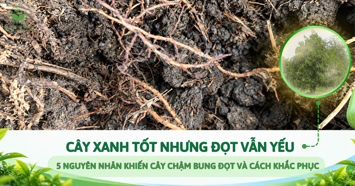 BỘ RỄ KHỎE THÌ CÂY MỚI “ĂN PHÂN” – CÁCH TĂNG KHẢ NĂNG HẤP THU DINH DƯỠNG TRONG ĐẤT