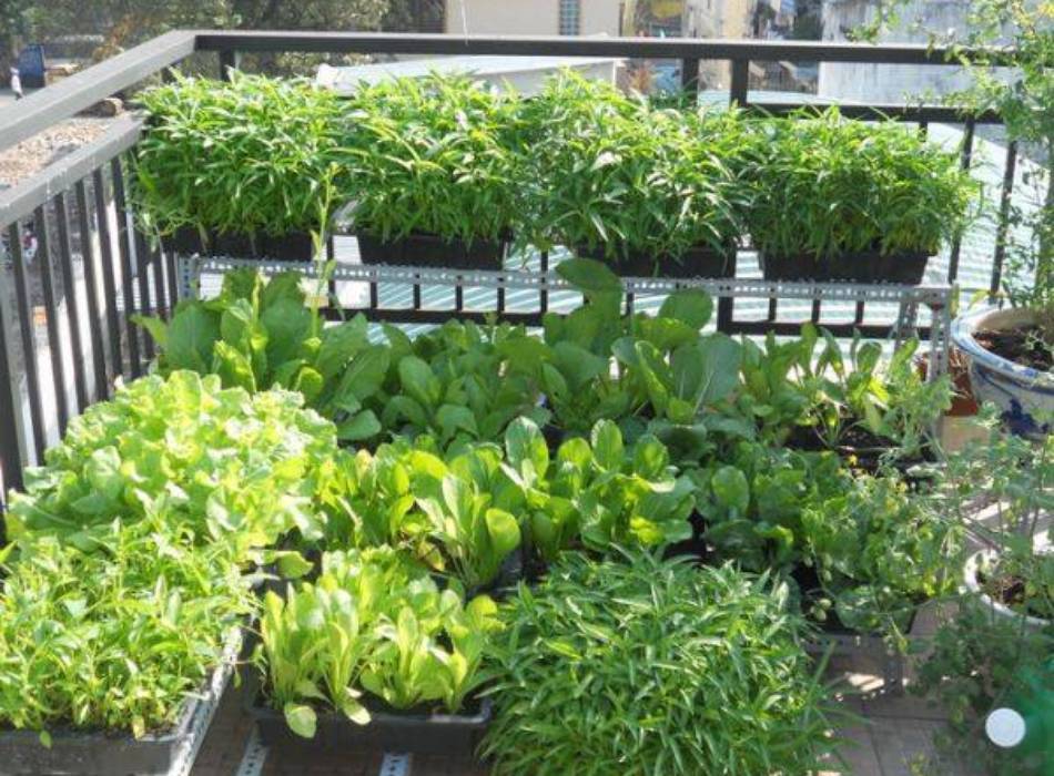 Trồng rau sạch tại nhà