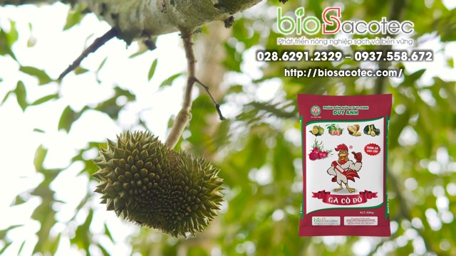 khắc phục tình trạng sầu riêng rụng trái non