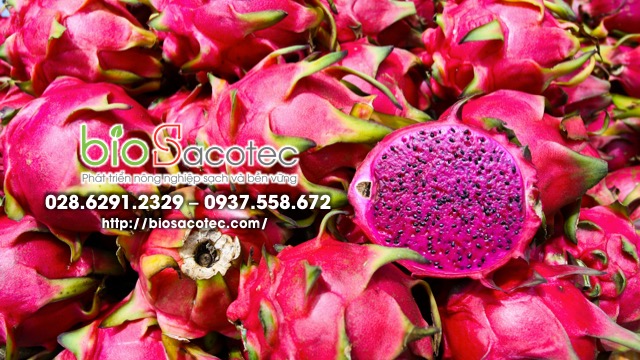 trồng và chăm sóc cây thanh long ruột đỏ