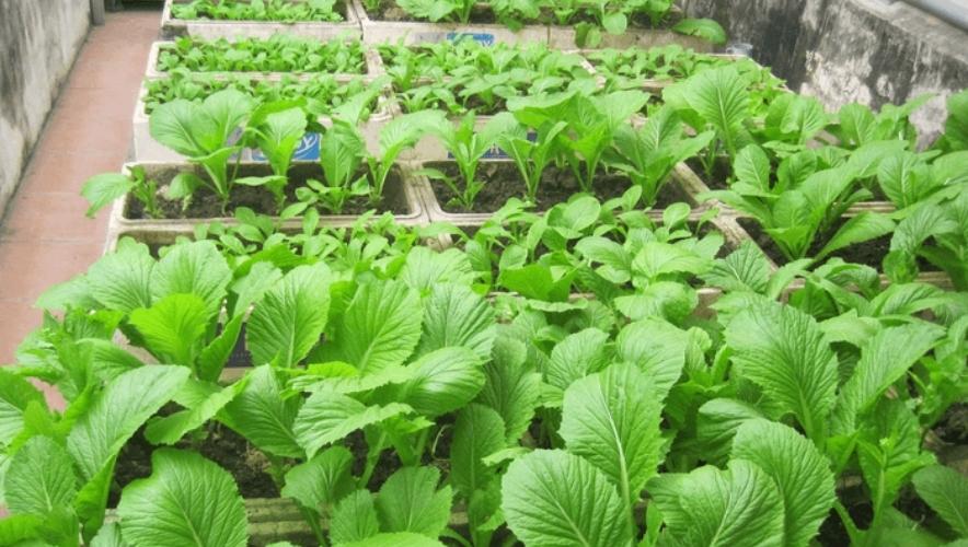 Bệnh thường gặp khi trồng rau