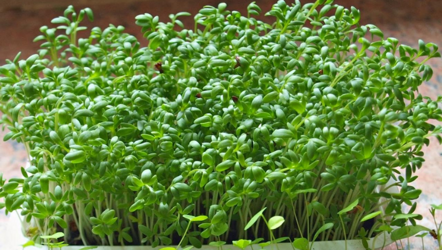 Các loại hạt giống rau mầm