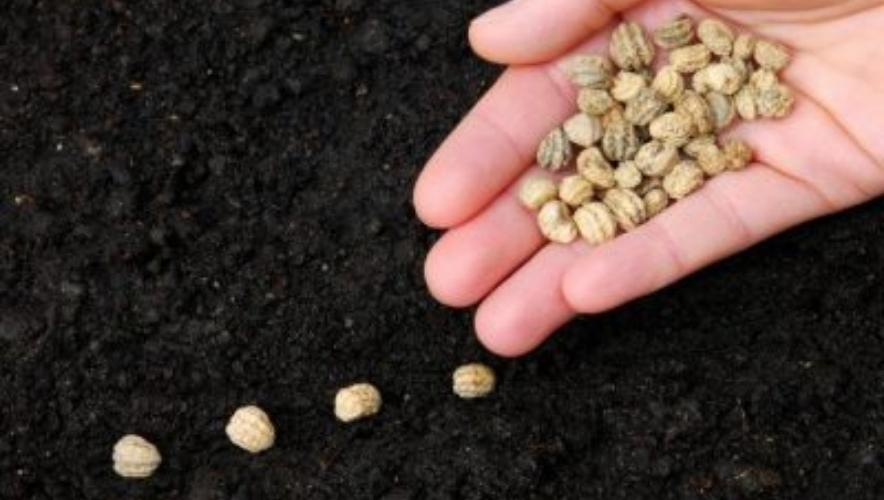 Hạt giống trồng rau sạch tại nhà