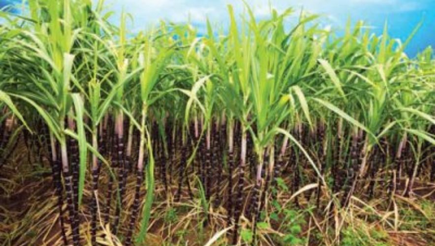 Kỹ thuật trồng mía