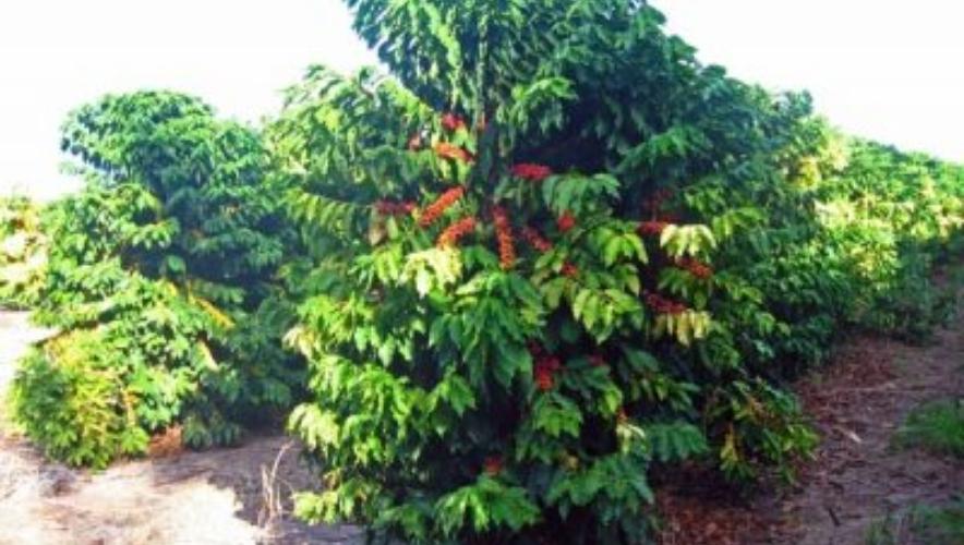 Phân bón cho cây cafe