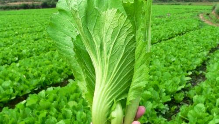 Phân bón cho cây cải bẹ xanh