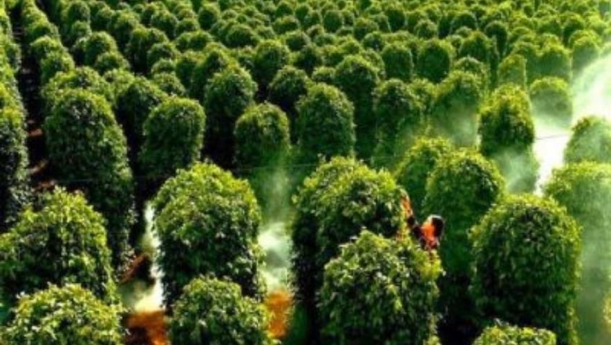 Phòng và chữa bệnh trên cây hồ tiêu