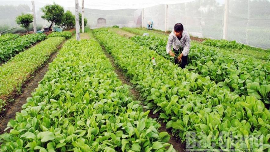 Quy trình sản xuất rau an toàn