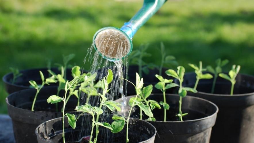 Tưới nước cho rau