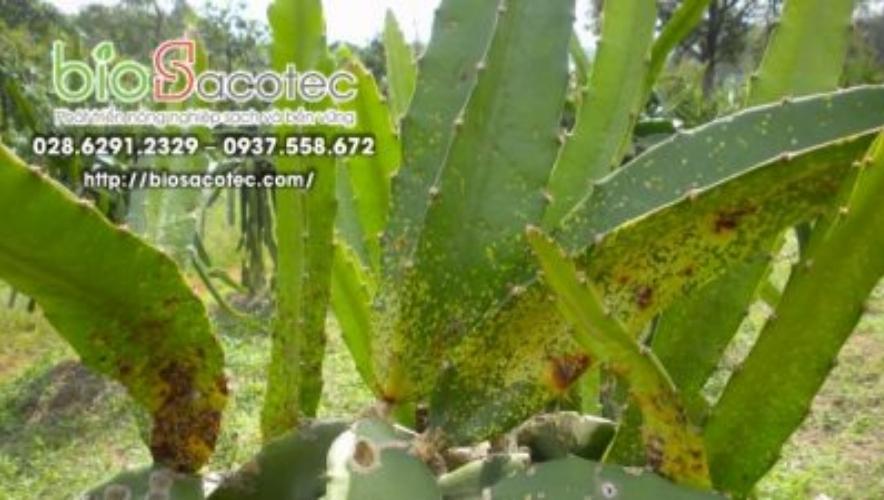 bệnh đốm nâu trên cây thanh long