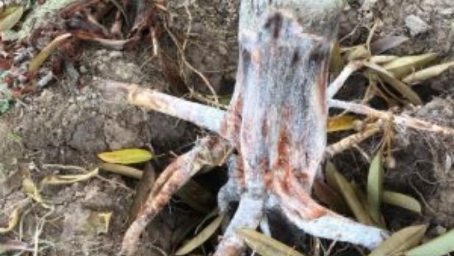 bệnh nứt thân xì mủ