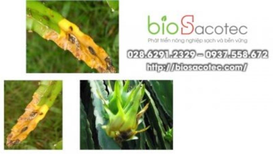 bệnh thối nhũn trên thanh long