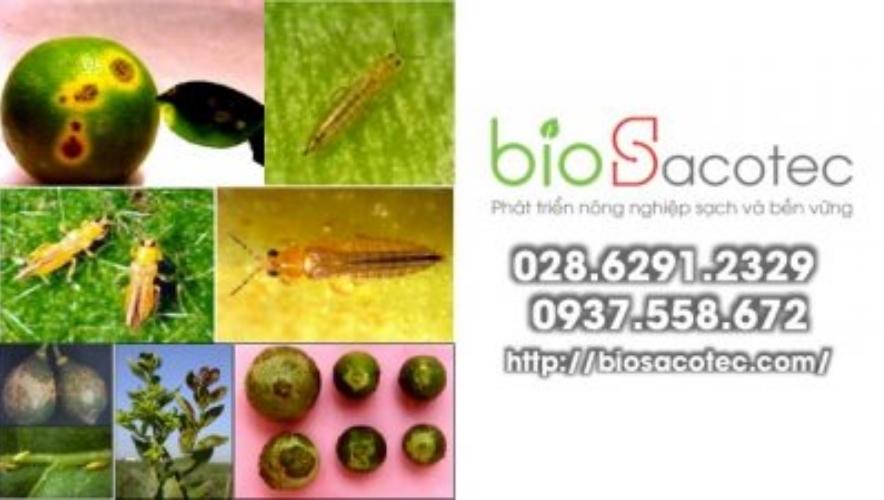 bọ trĩ bù lạch trên cây có múi