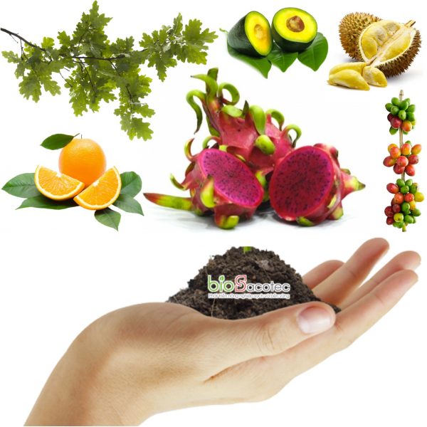 bón lá dưỡng cành và trái