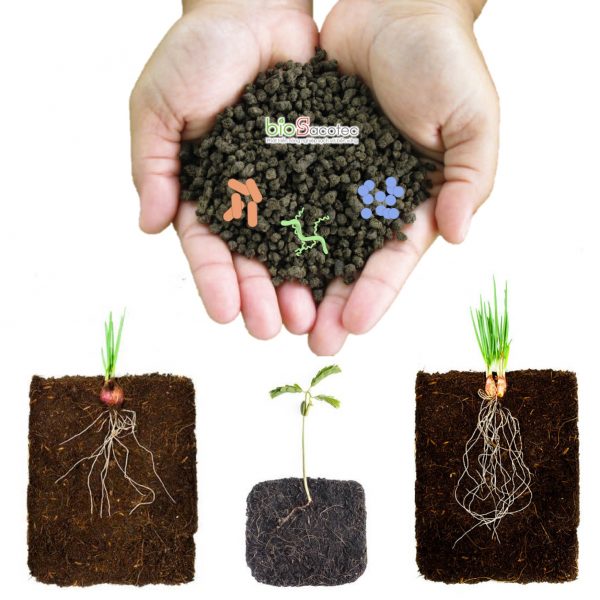 bón rễ và xử lý đất