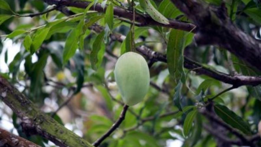 chọn xoài để khởi nghiệp