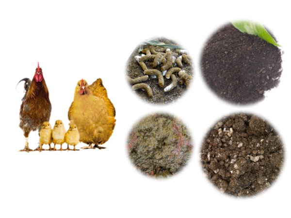 cung cấp phân gà xử lý