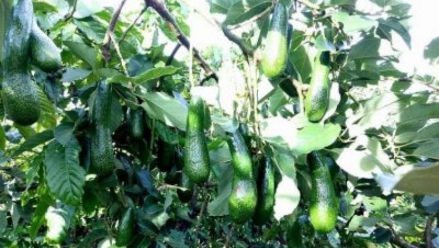 phân bón cho cây bơ