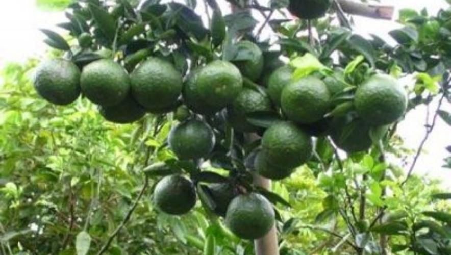 phân bón cho cây cam