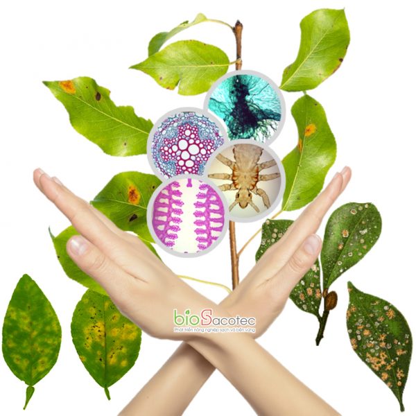 Phòng trị nấm bệnh