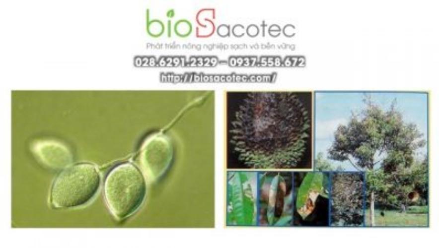 phòng trị nấm trên cây sầu riêng