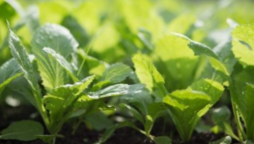 rau sạch tại nhà