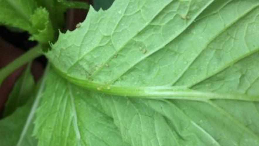 sâu bệnh trên cải xanh