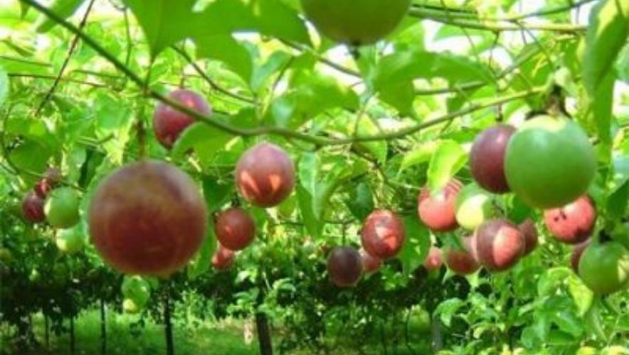 trồng cây chanh dây