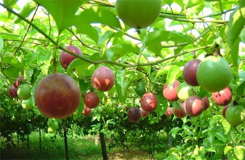 KỸ THUẬT TRỒNG CÂY CHANH DÂY QUY MÔ LỚN 2 trồng cây chanh dây