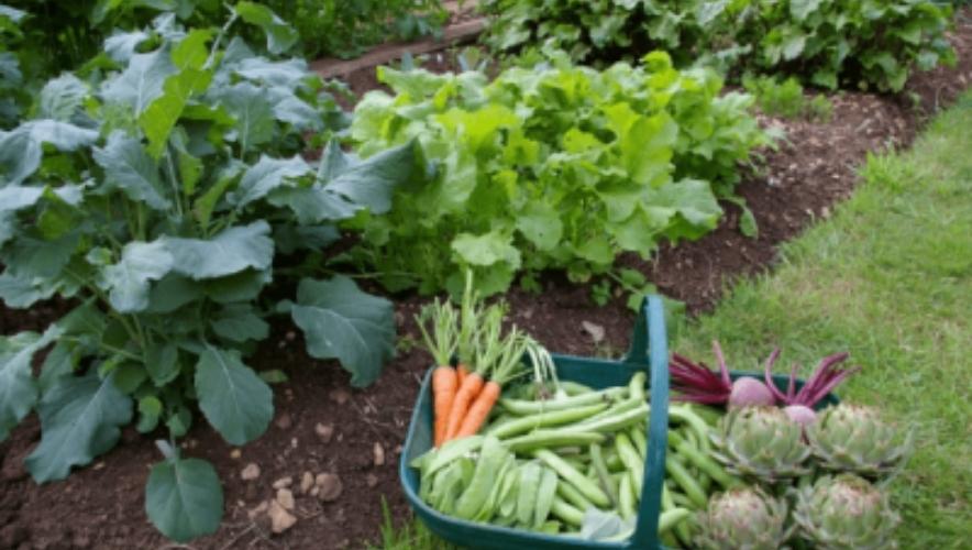 trồng rau sạch tại nhà