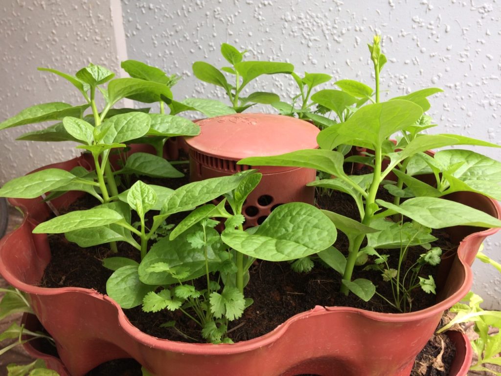 xử lý đất trồng rau trong tháp rau