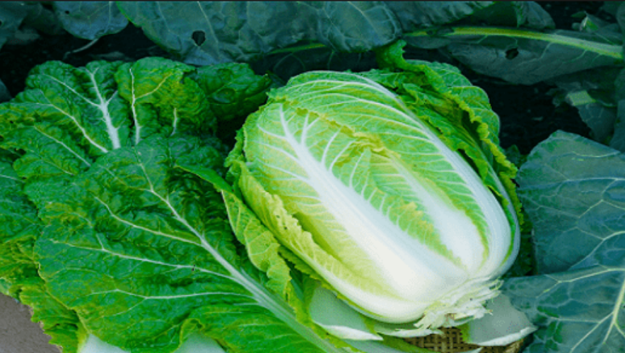 Công dụng từ cải bắc thảo