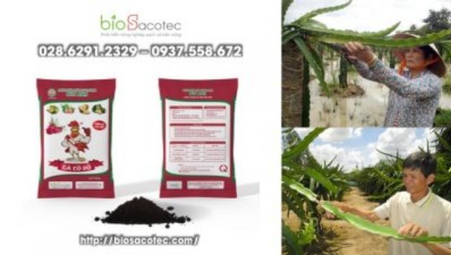 Tạo tán cây thanh long