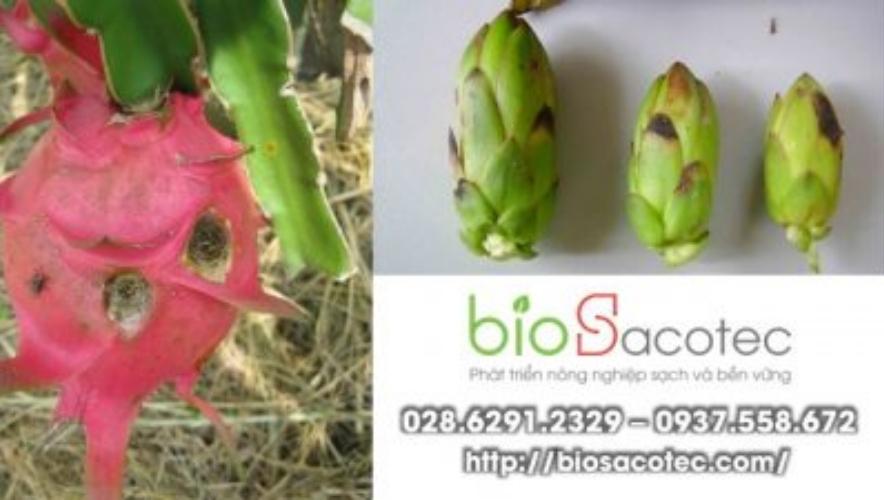 bệnh thán thư trên thanh long