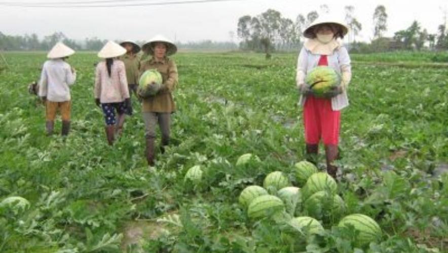 bón phân cho cây dưa hấu