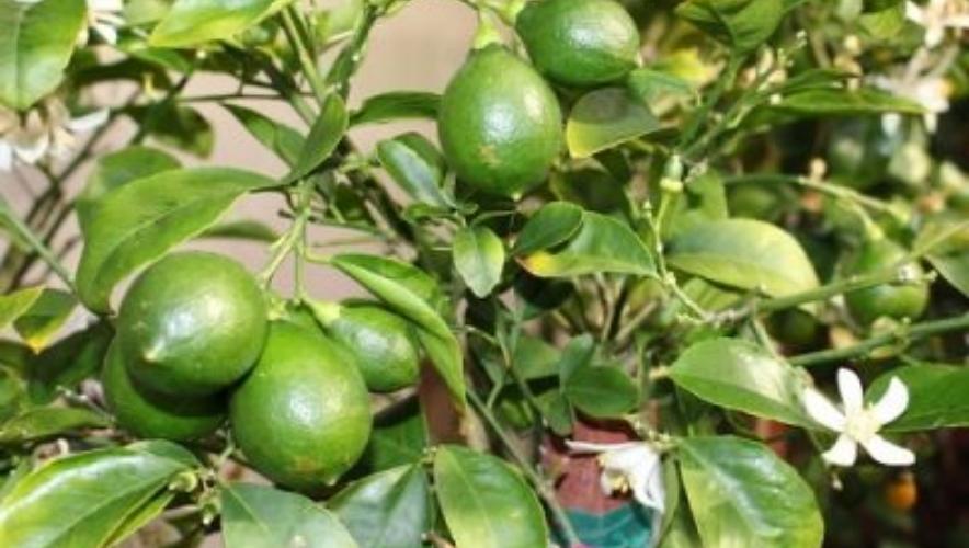 kỹ thuật chăm sóc cây chanh