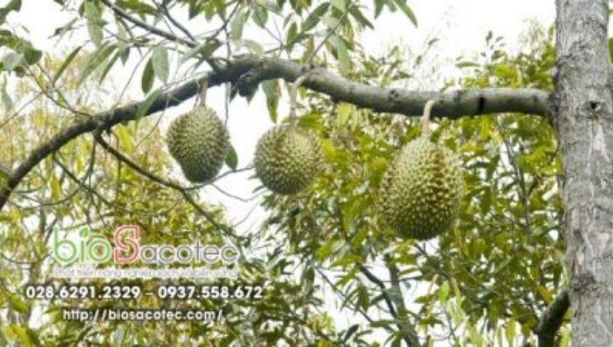 tạo dáng cho cây sầu riêng