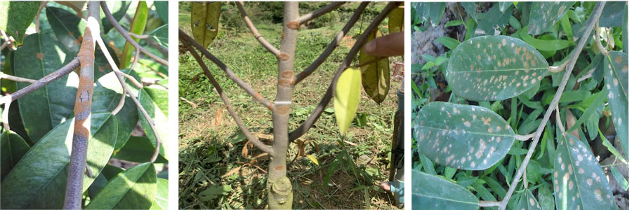 Bệnh nấm hồng trên cây sầu riêng