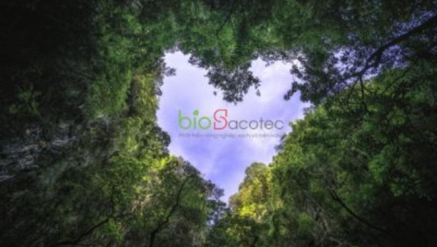 Chăm sóc cây vào mùa mưa