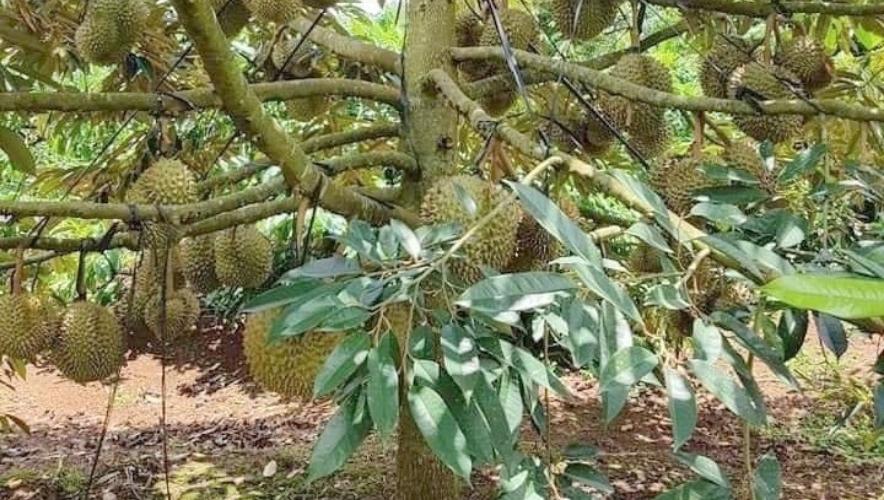 phân bón cho cây sầu riêng