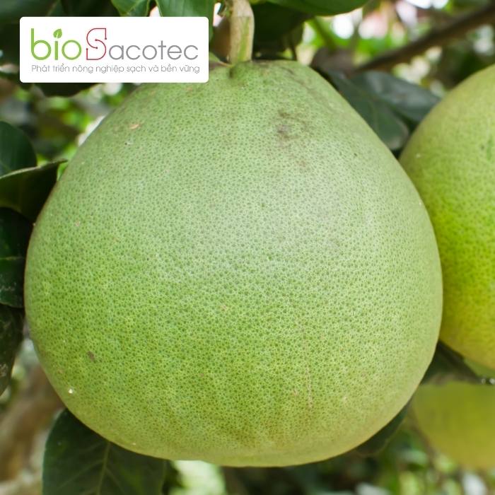 Bưởi đem lại giá trị kinh tế cao cho người trồng